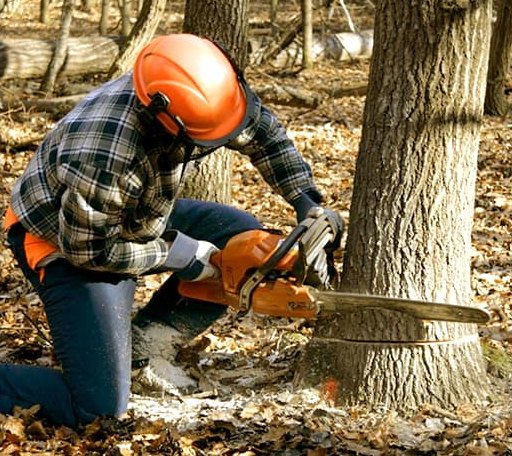 Tree Removal in Trappe, MD